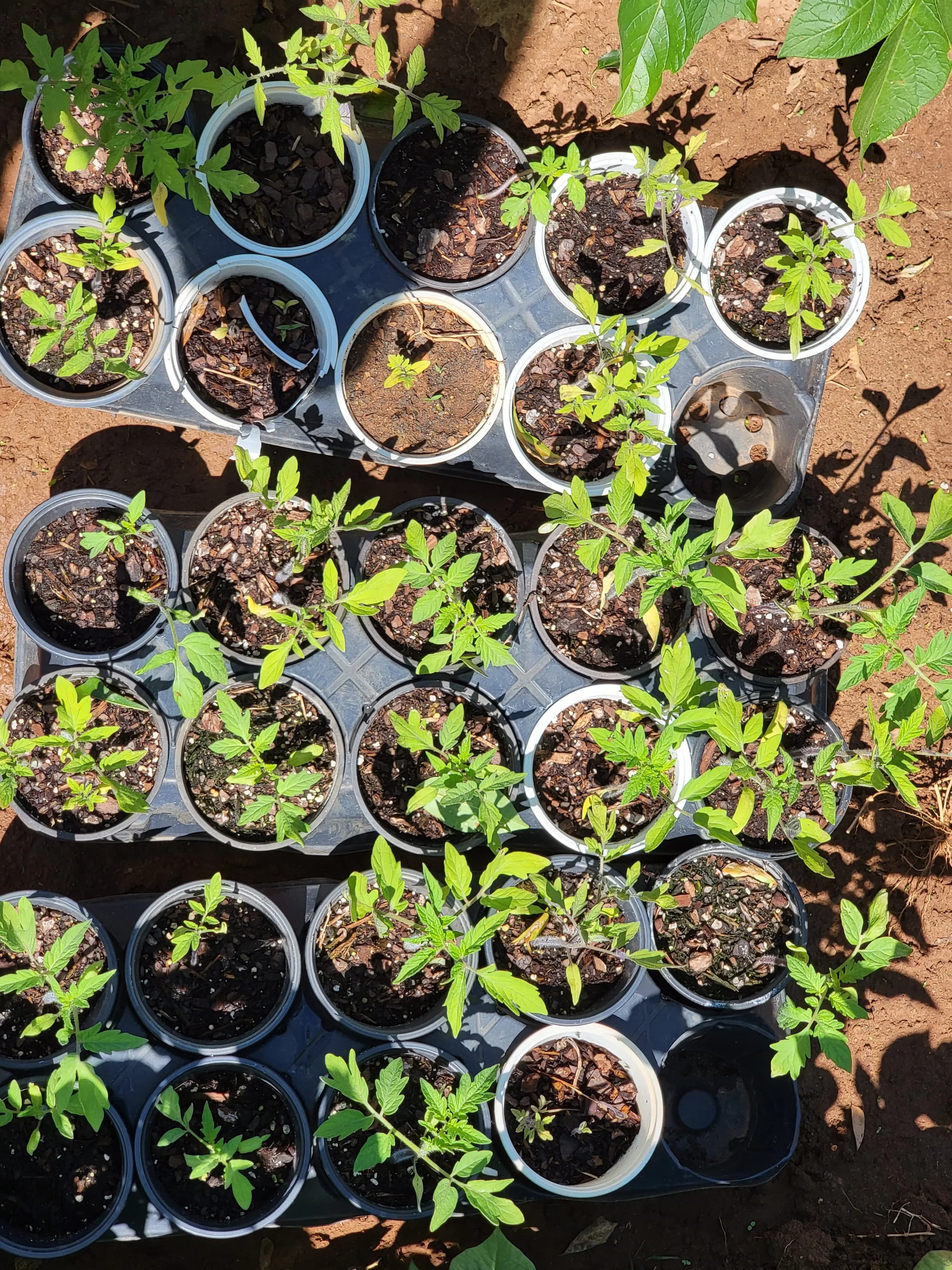 Garden of Eatin' produce
