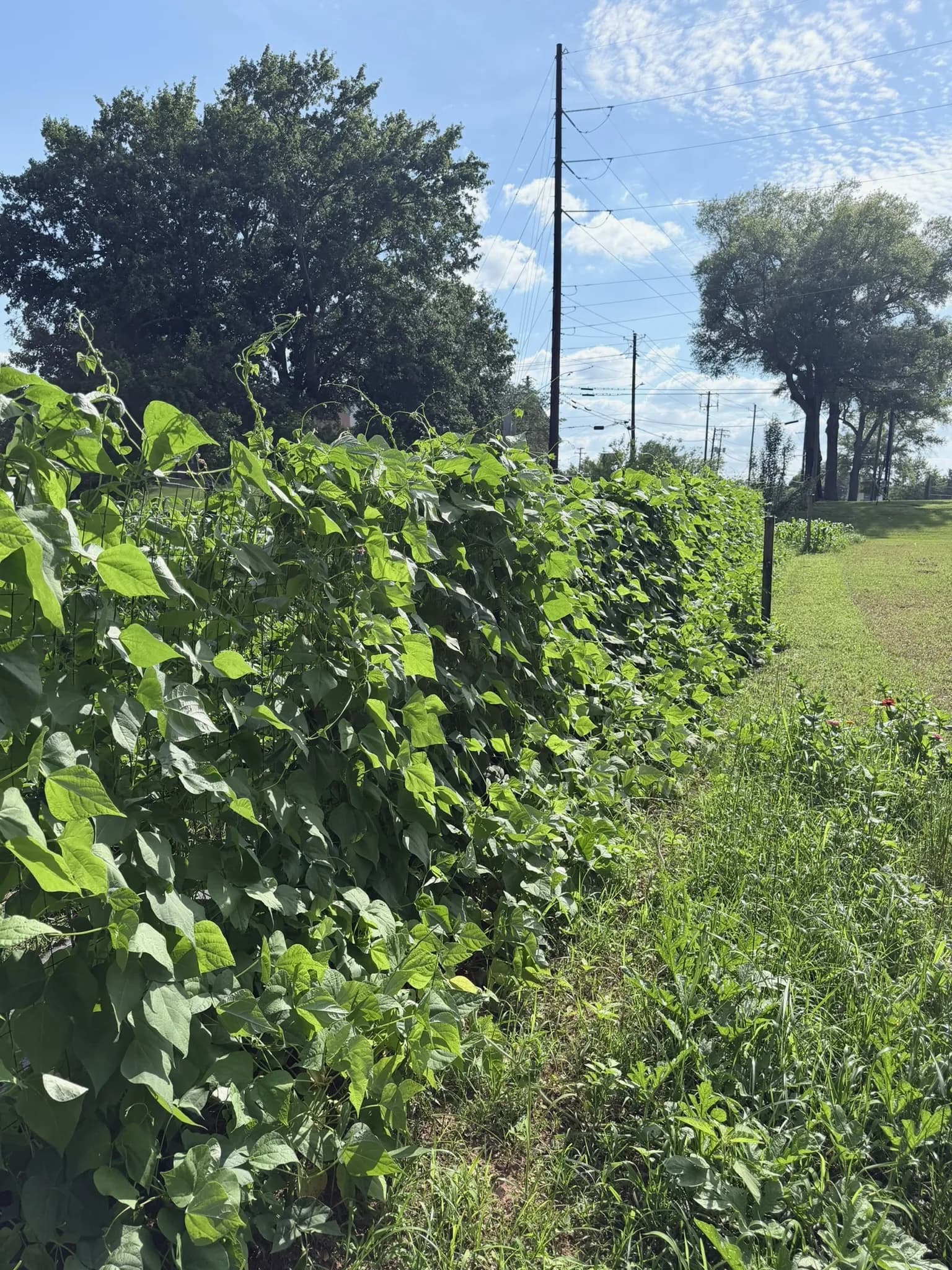 Green bean vines in the Garden of Eatin'
