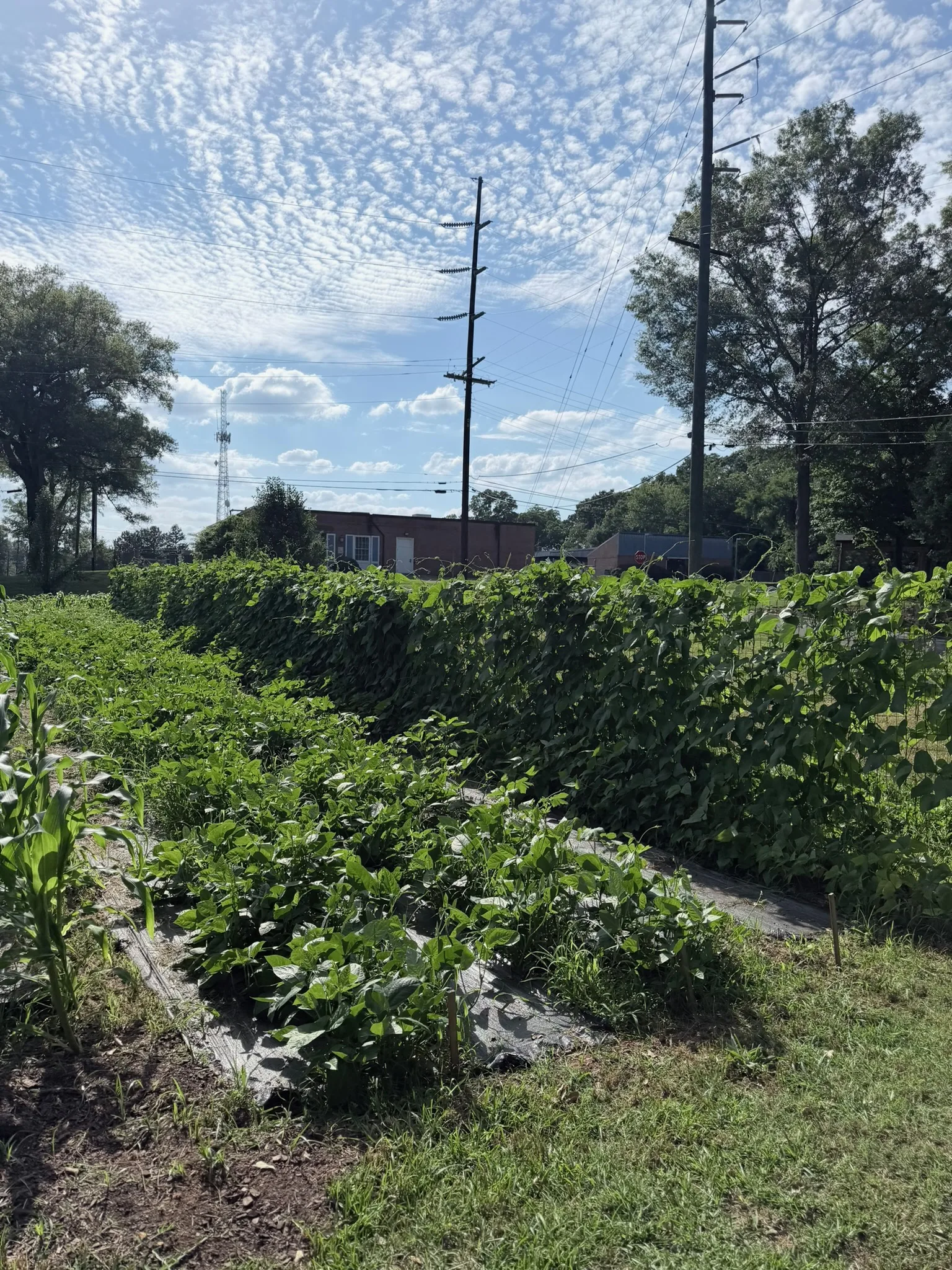 Garden rows under a blue Alabama sky